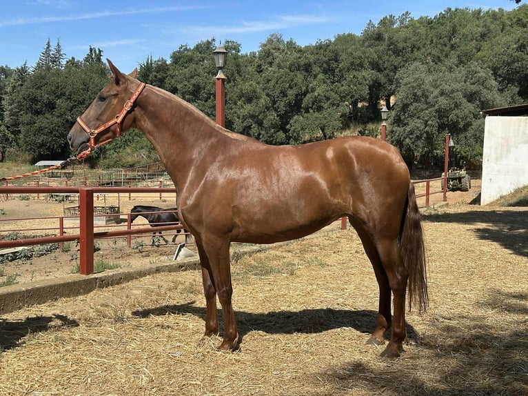 PRE Mix Stute 3 Jahre 168 cm Fuchs in Galaroza