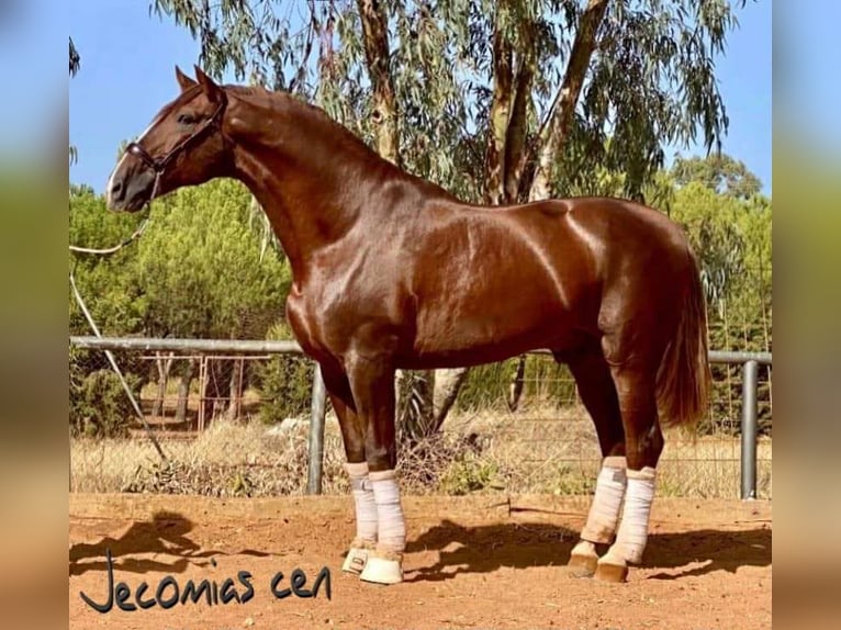 PRE Mix Stute 3 Jahre 168 cm Fuchs in Galaroza