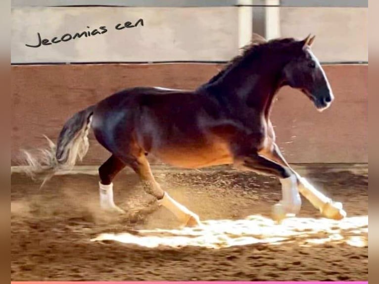 PRE Mix Stute 3 Jahre 168 cm Fuchs in Galaroza