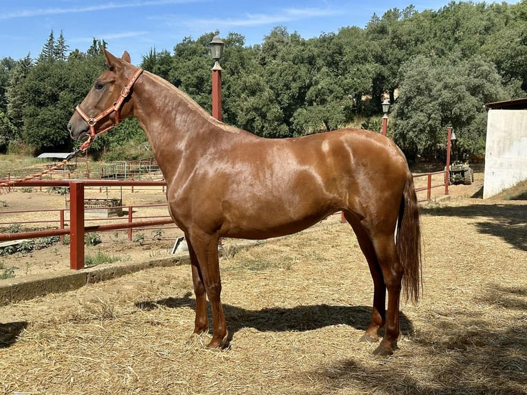 PRE Mix Stute 3 Jahre 168 cm Fuchs in Galaroza