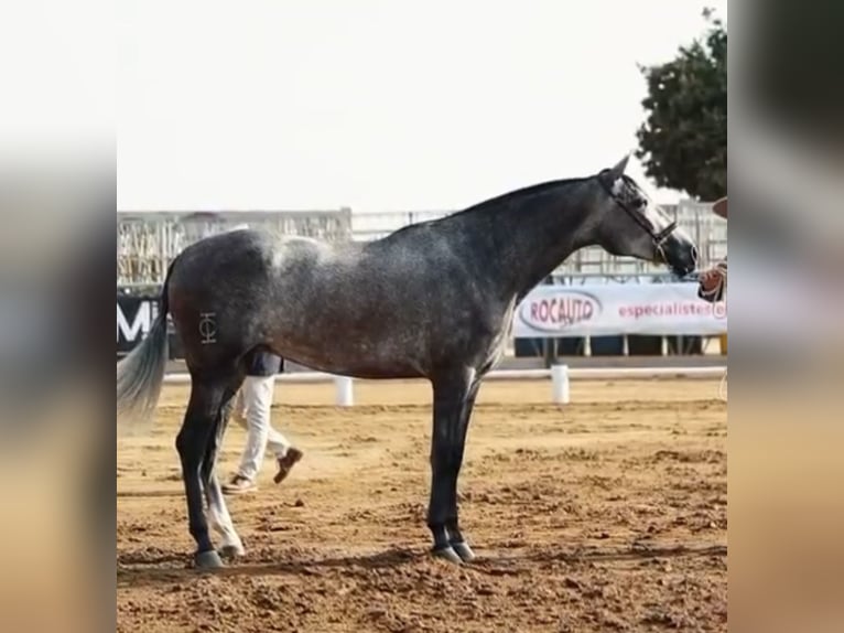 PRE Mix Stute 3 Jahre 169 cm Schimmel in Montbrio Del Camp