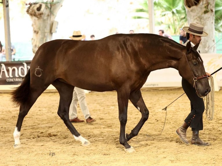 PRE Mix Stute 3 Jahre 170 cm Rappe in Navas Del Madroño