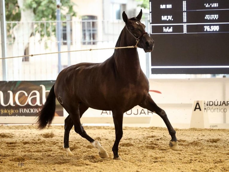 PRE Mix Stute 3 Jahre 170 cm Rappe in Navas Del Madroño