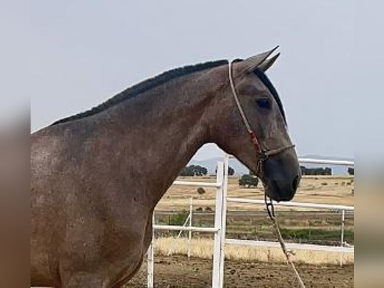 PRE Mix Stute 3 Jahre 175 cm Fliegenschimmel in Navalvillar De Pela