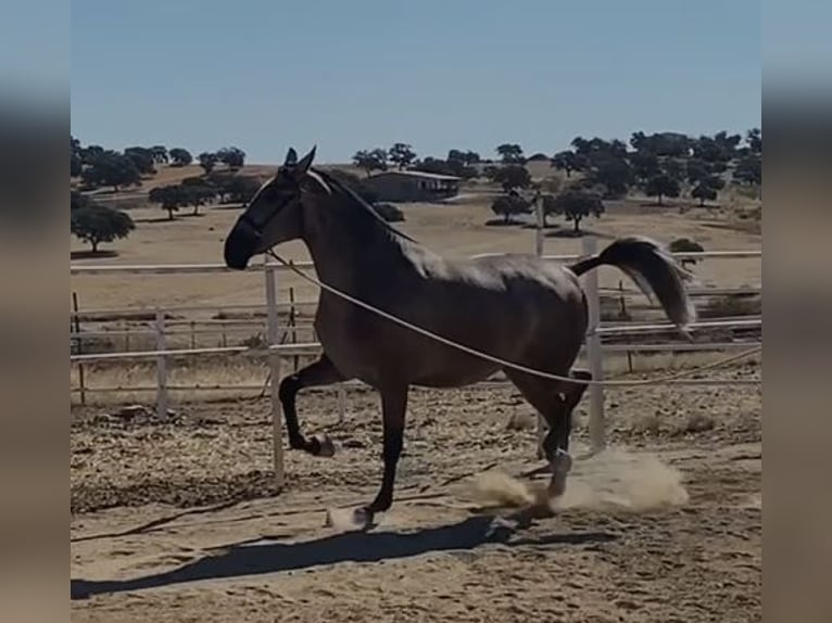 PRE Mix Stute 3 Jahre 175 cm Fliegenschimmel in Navalvillar De Pela