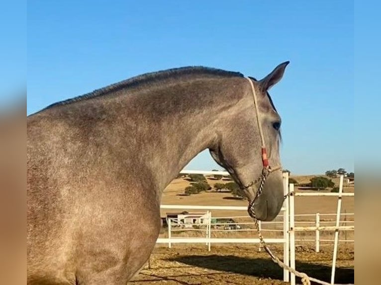 PRE Mix Stute 3 Jahre 175 cm Fliegenschimmel in Navalvillar De Pela
