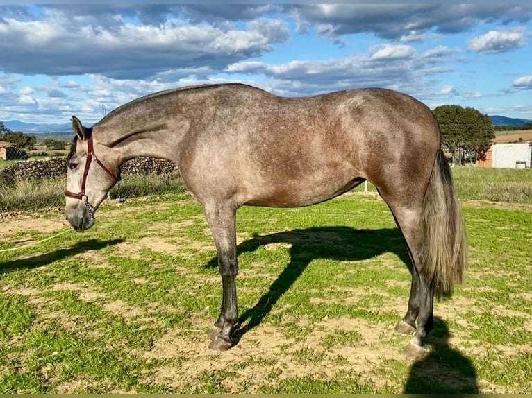 PRE Mix Stute 3 Jahre 175 cm Fliegenschimmel in Navalvillar De Pela
