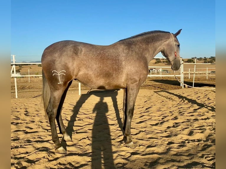 PRE Mix Stute 3 Jahre 175 cm Fliegenschimmel in Navalvillar De Pela