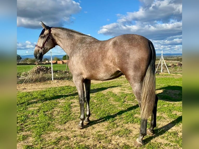 PRE Mix Stute 3 Jahre 175 cm Fliegenschimmel in Navalvillar De Pela