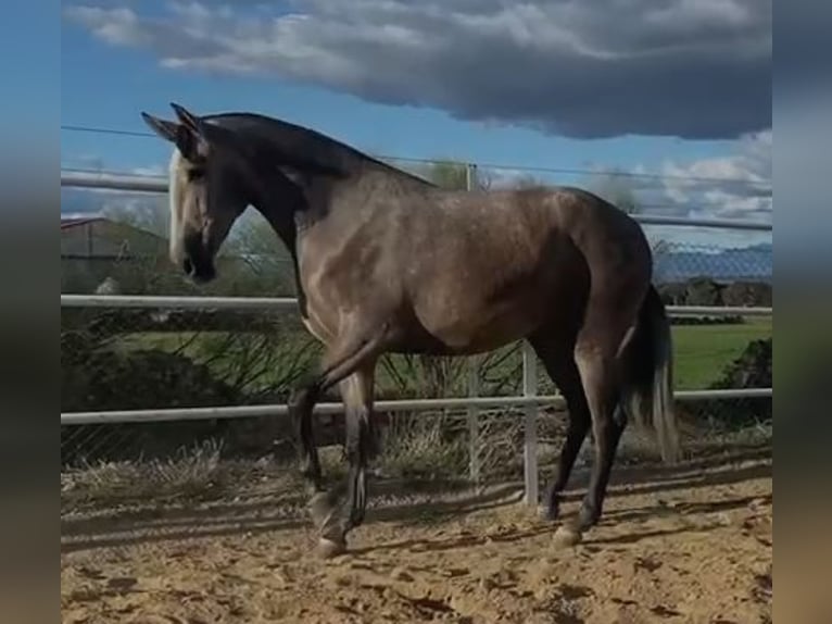 PRE Mix Stute 3 Jahre 175 cm Fliegenschimmel in Navalvillar De Pela