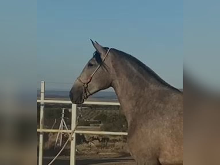 PRE Mix Stute 3 Jahre 175 cm Fliegenschimmel in Navalvillar De Pela