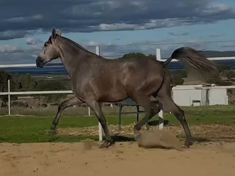 PRE Mix Stute 3 Jahre 175 cm Fliegenschimmel in Navalvillar De Pela