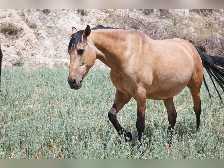 PRE Stute 3 Jahre Buckskin in Alcoi/Alcoy