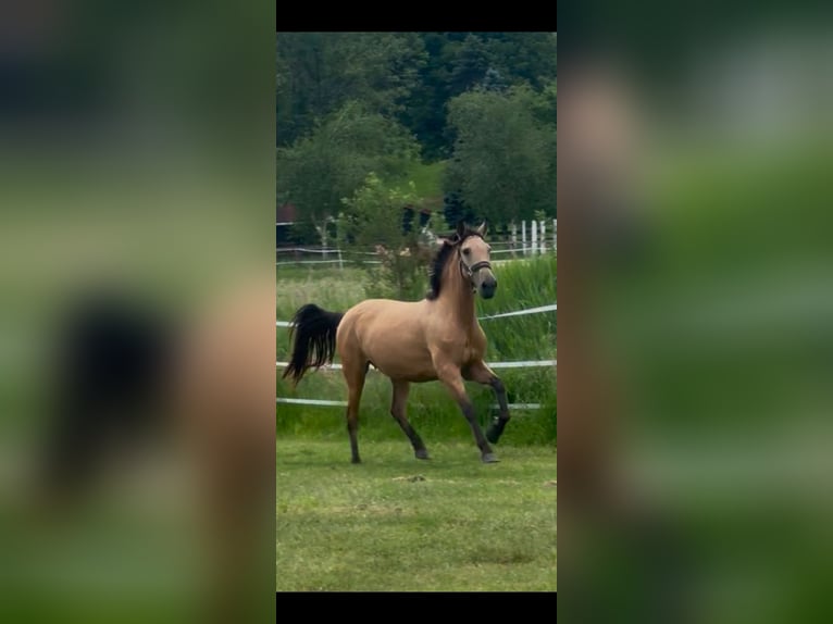 PRE Mix Stute 3 Jahre Buckskin in Penzberg
