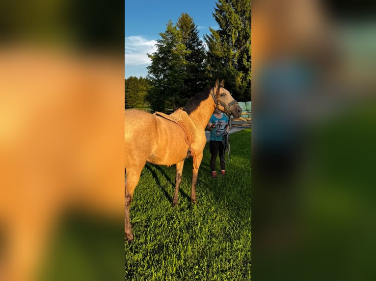 PRE Mix Stute 3 Jahre Buckskin in Penzberg
