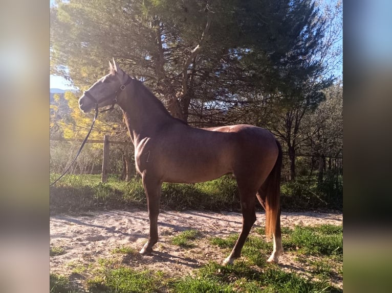 PRE Stute 3 Jahre  in Jerez De La Frontera