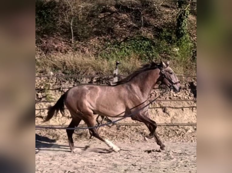 PRE Stute 3 Jahre  in Jerez De La Frontera