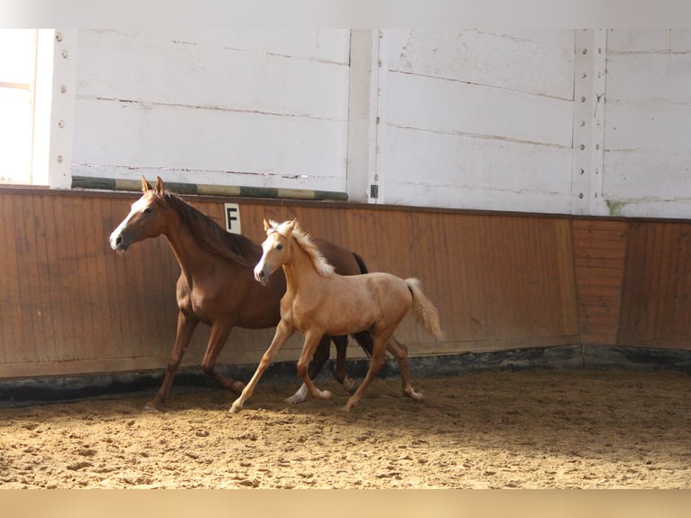 PRE Stute 3 Jahre Palomino in Drebsdorf