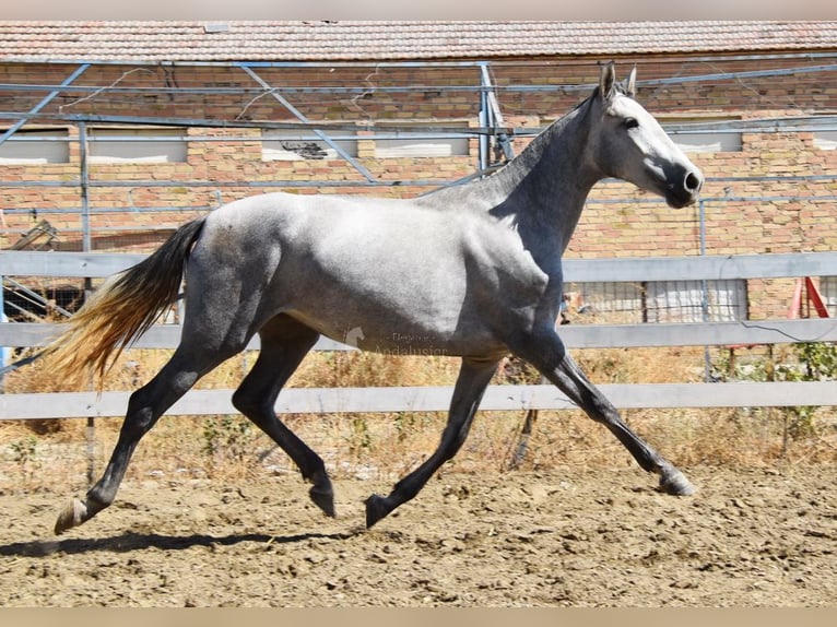 PRE Stute 3 Jahre Schimmel in Provinz Granada
