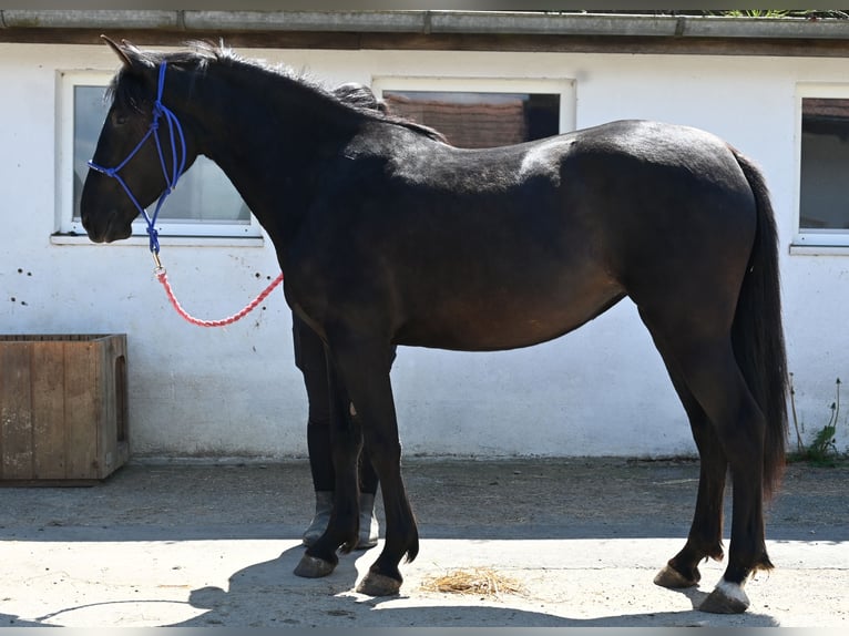PRE Stute 3 Jahre in Klettgau