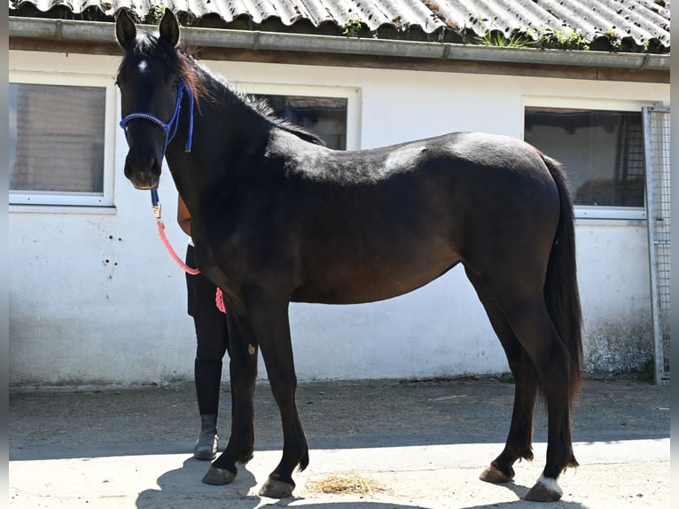PRE Stute 3 Jahre in Klettgau