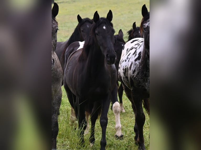 PRE Stute 3 Jahre in Klettgau