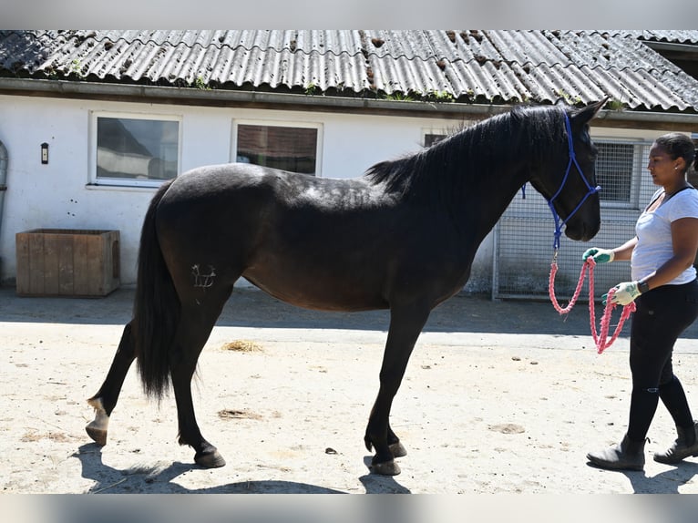 PRE Stute 3 Jahre in Klettgau