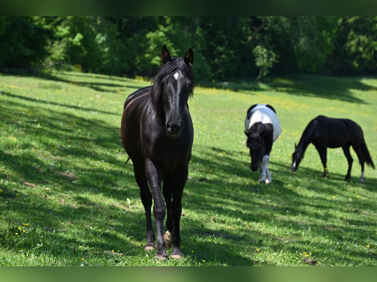 PRE Stute 3 Jahre in Klettgau