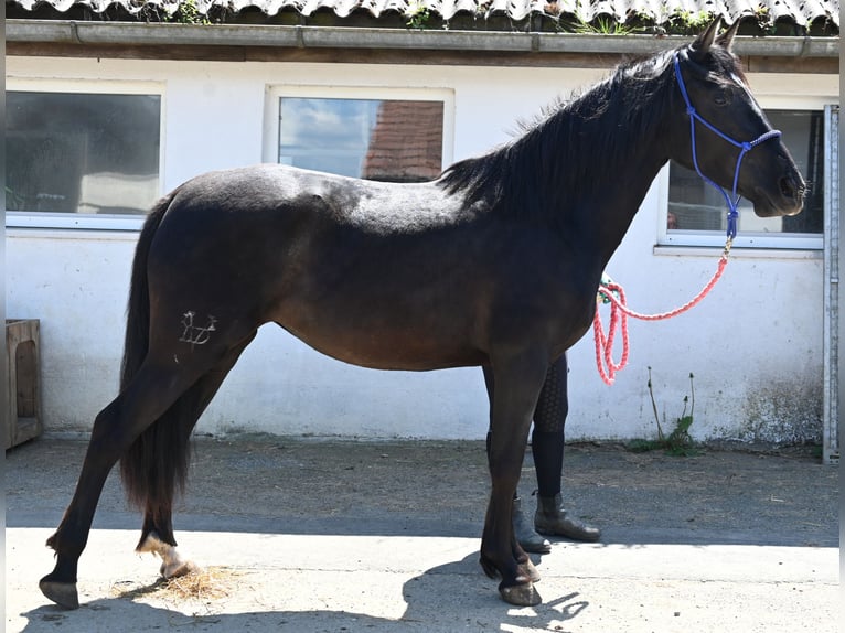 PRE Stute 3 Jahre in Klettgau