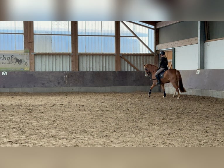 PRE Mix Stute 4 Jahre 150 cm Fuchs in Wangerland PRE Mix Stute 4 Jahre 150 cm Fuchs in Wangerland