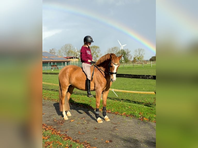 PRE Mix Stute 4 Jahre 150 cm Fuchs in Wangerland PRE Mix Stute 4 Jahre 150 cm Fuchs in Wangerland