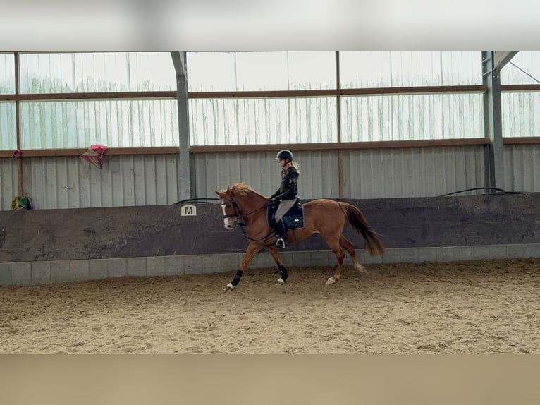 PRE Mix Stute 4 Jahre 150 cm Fuchs in Wangerland PRE Mix Stute 4 Jahre 150 cm Fuchs in Wangerland