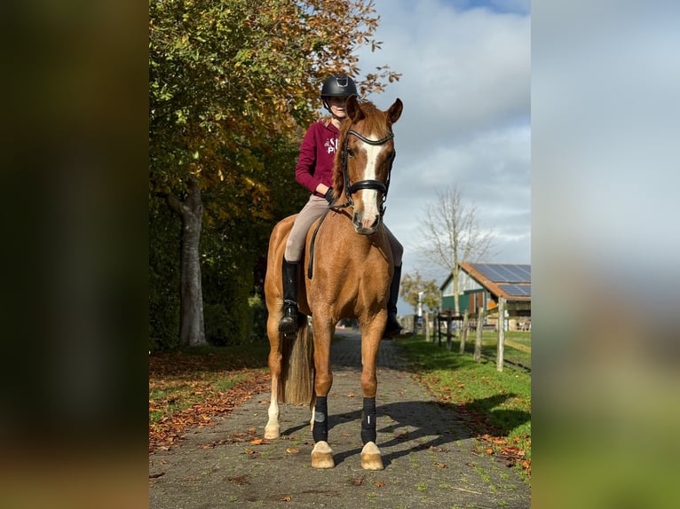 PRE Mix Stute 4 Jahre 150 cm Fuchs in Wangerland PRE Mix Stute 4 Jahre 150 cm Fuchs in Wangerland