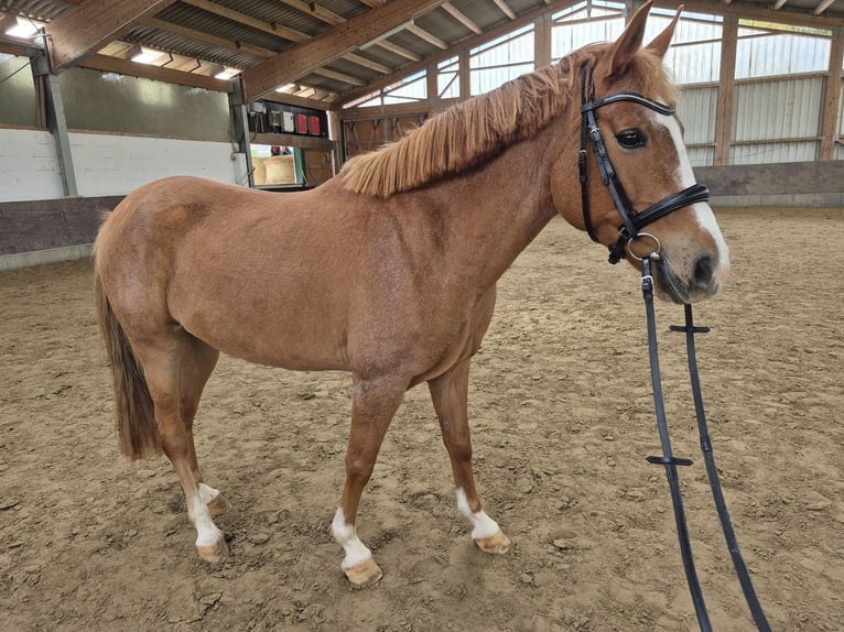 PRE Mix Stute 4 Jahre 150 cm Fuchs in Wangerland PRE Mix Stute 4 Jahre 150 cm Fuchs in Wangerland