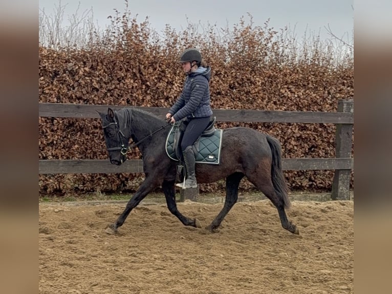 PRE Mix Stute 4 Jahre 153 cm Rappe in Daleiden