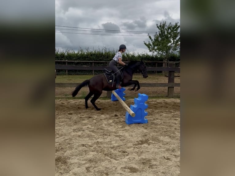PRE Stute 4 Jahre 153 cm Rappe in Daleiden