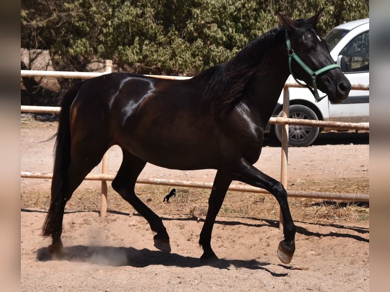 PRE Stute 4 Jahre 153 cm Rappe in Mallorca