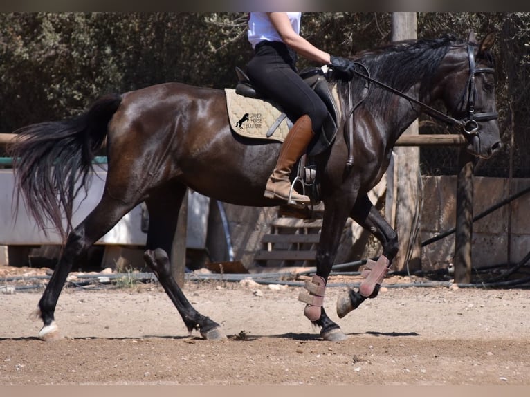 PRE Stute 4 Jahre 153 cm Rappe in Mallorca