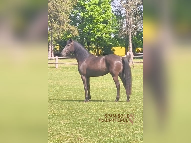 PRE Stute 4 Jahre 153 cm Rappe in Traventhal