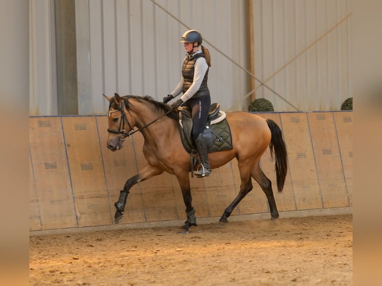 PRE Stute 4 Jahre 154 cm Falbe in Neustadt (Wied)