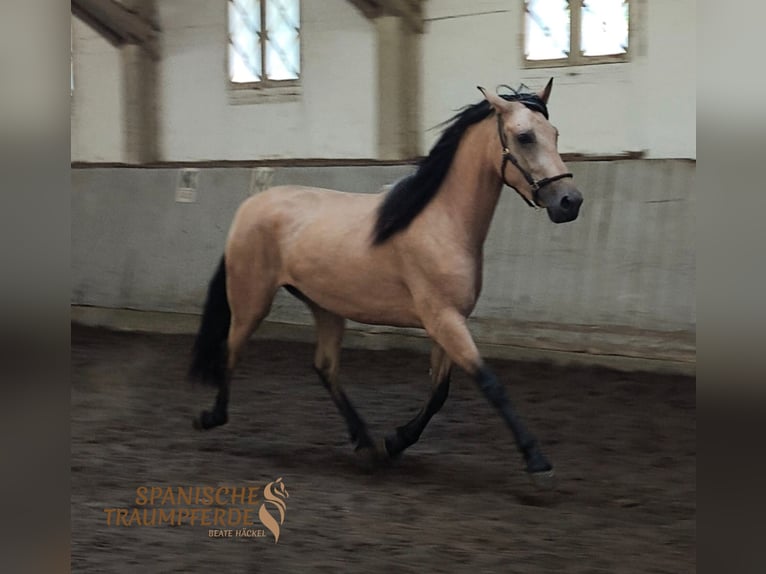 PRE Mix Stute 4 Jahre 154 cm Falbe in Traventhal