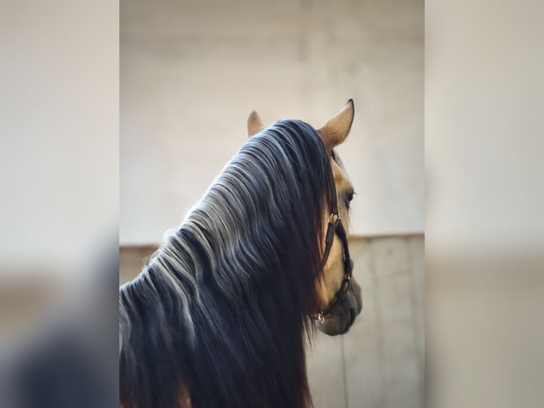 PRE Mix Stute 4 Jahre 154 cm Falbe in Traventhal