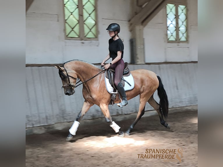 PRE Mix Stute 4 Jahre 154 cm Falbe in Traventhal