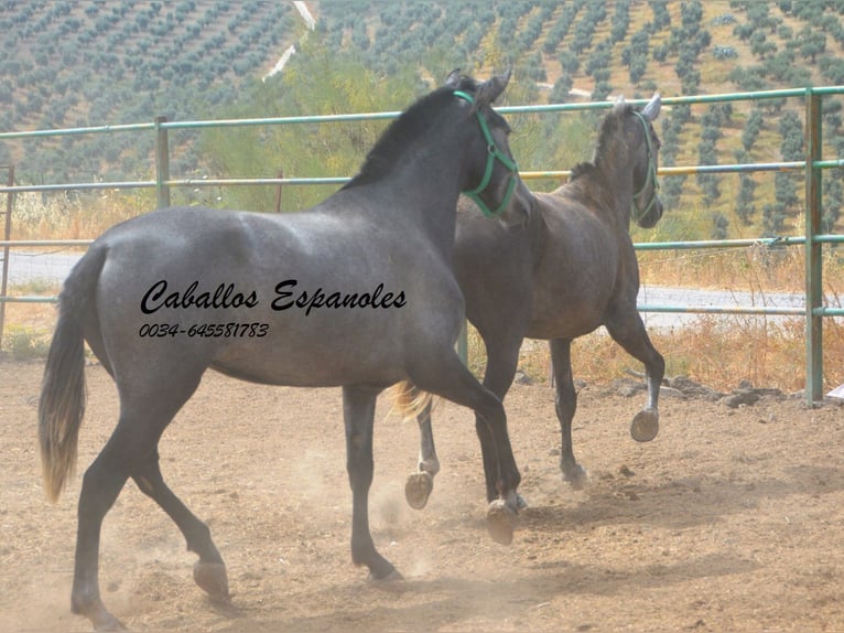 PRE Mix Stute 4 Jahre 155 cm Apfelschimmel in Vejer de la Frontera
