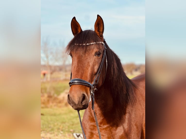 PRE Mix Stute 4 Jahre 155 cm Brauner in Moosdorf
