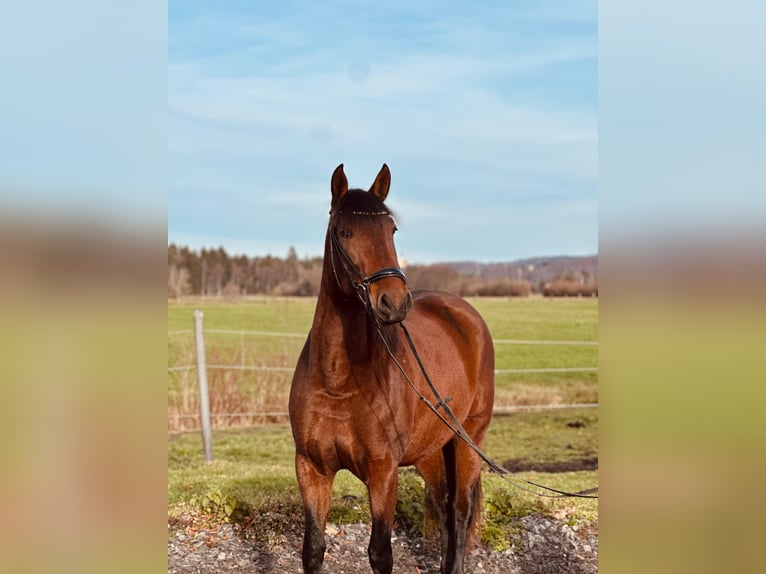 PRE Mix Stute 4 Jahre 155 cm Brauner in Moosdorf