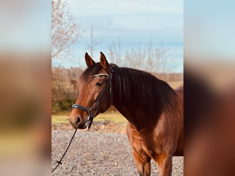 PRE Mix Stute 4 Jahre 155 cm Brauner in Moosdorf