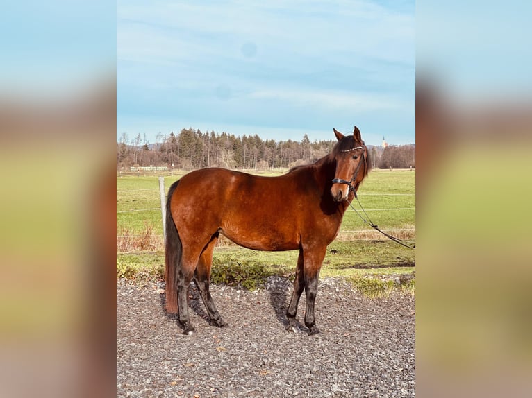 PRE Mix Stute 4 Jahre 155 cm Brauner in Moosdorf