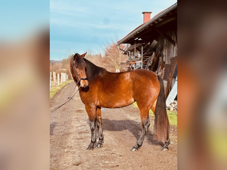 PRE Mix Stute 4 Jahre 155 cm Brauner in Moosdorf