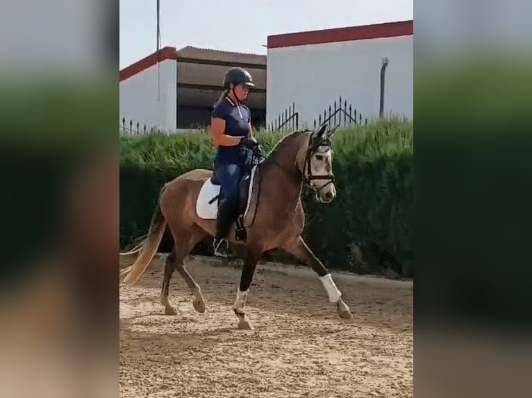 PRE Stute 4 Jahre 155 cm Braunfalbschimmel in Sevilla